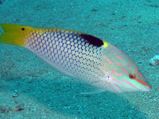 Marble / Hort. Wrasse