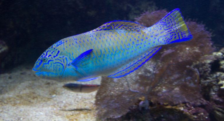 Puddingwife Wrasse