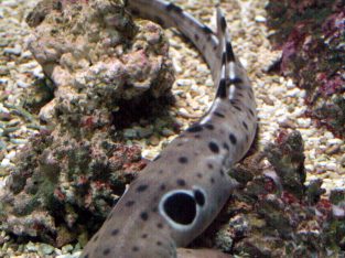 Epaulette Shark