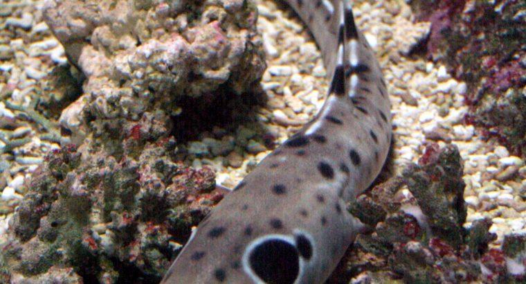 Epaulette Shark