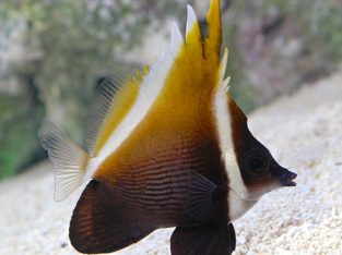 Brown Heniochus Butterfly