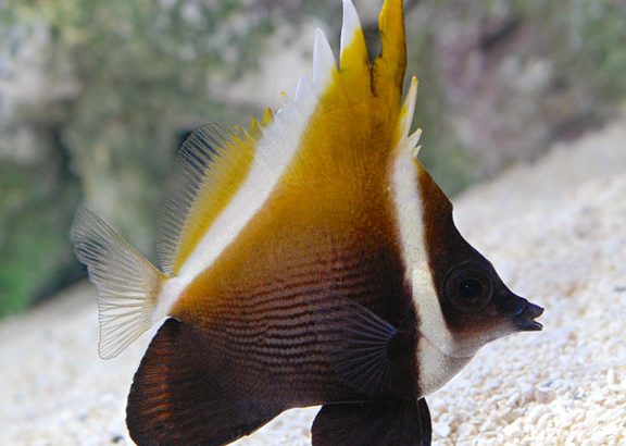 Brown Heniochus Butterfly