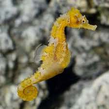 Erectus Seahorse