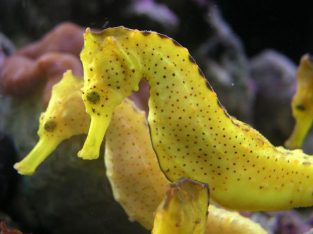 Kuda Seahorse