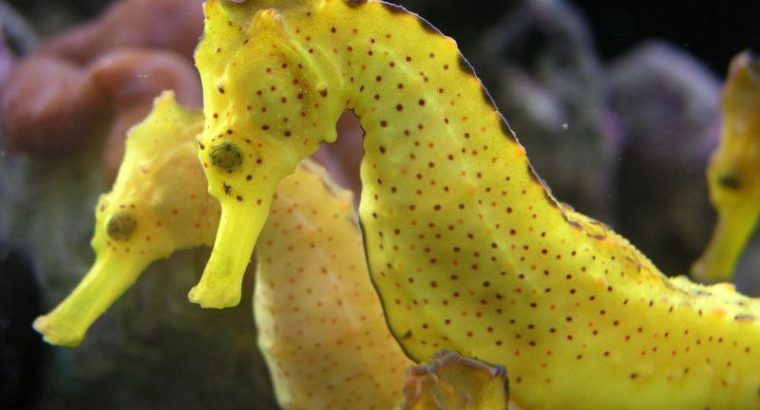 Kuda Seahorse