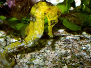 Yellow and White Reidi