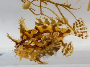 Sargassum Fish