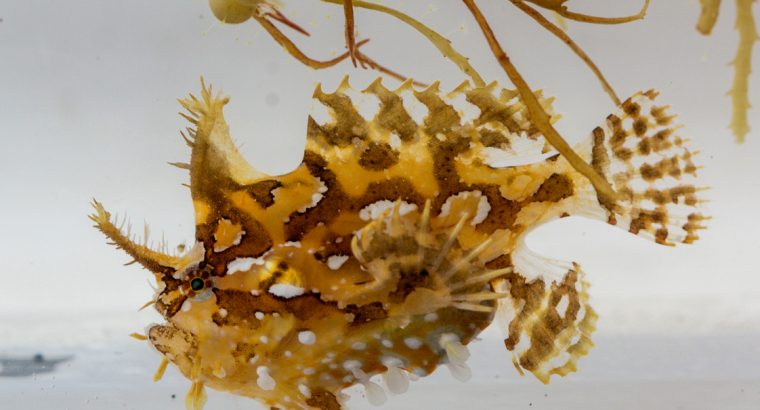 Sargassum Fish