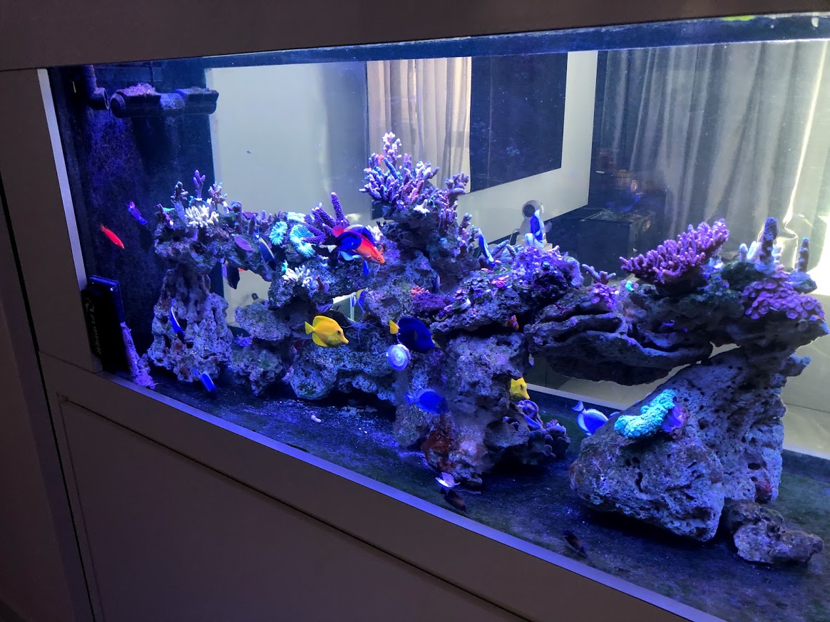 IMG_9165 Singapore Reef Club Marine Reef saltwater Aquarium tank