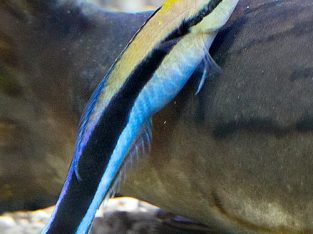 Common Cleaner Wrasse