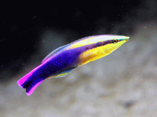 Golden Cleaner Wrasse (Hawaii)