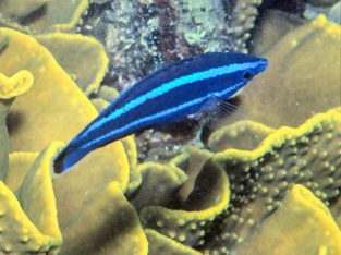 Four Line Cleaner Wrasse