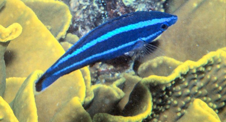 Four Line Cleaner Wrasse