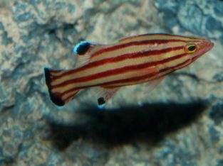 Swissguard Basslet
