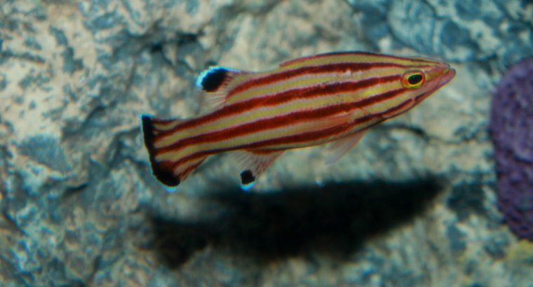 Swissguard Basslet