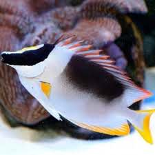 Metallic Foxface Rabbitfish