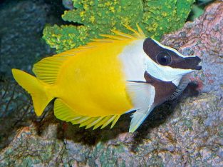 Foxface Rabbitfish