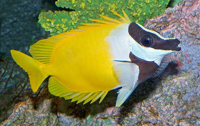 Foxface Rabbitfish