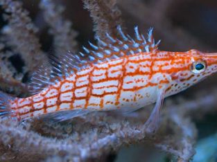 Longnose Hawkfish