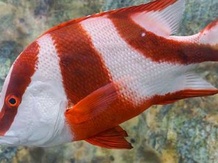 Emperor Red Snapper