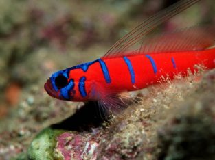 Catalina Goby