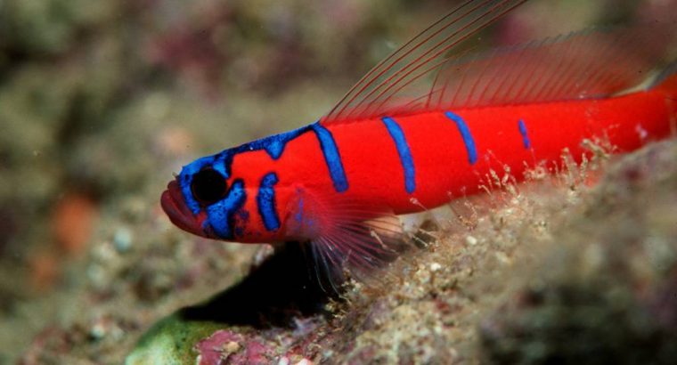 Catalina Goby