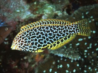 Leopard Wrasse