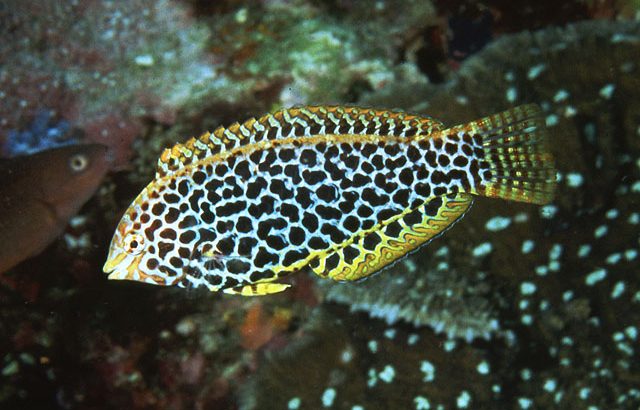 Leopard Wrasse