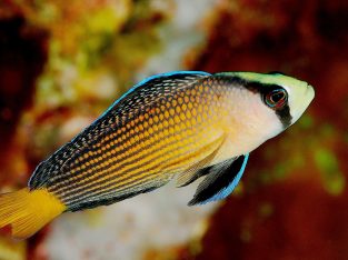 Splendid Psuedochromis