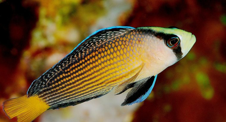 Splendid Psuedochromis