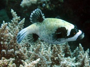 Panda Puffer