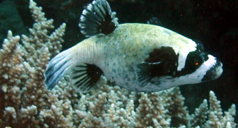 Panda Puffer