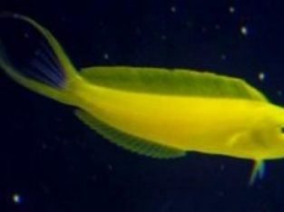 Canary Fang Blenny