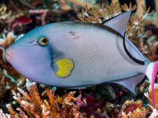 Pinktail Trigger