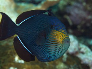 Hawaiian Black Trigger