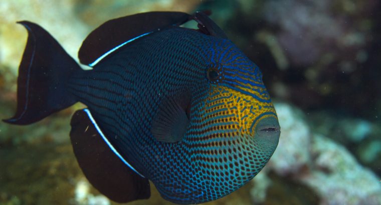 Hawaiian Black Trigger