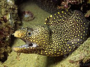 Jeweled Eel