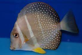 Mustard (Guttatus) Tang