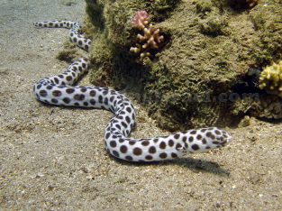 Leopard Eel