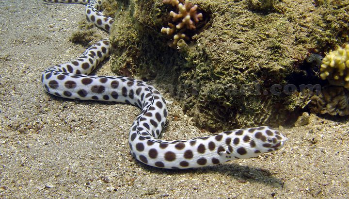 Leopard Eel