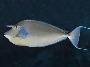 Unicorn Tang