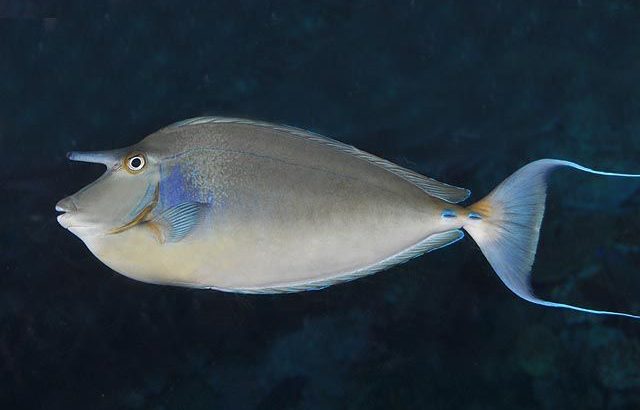 Unicorn Tang