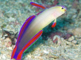Purple Firefish