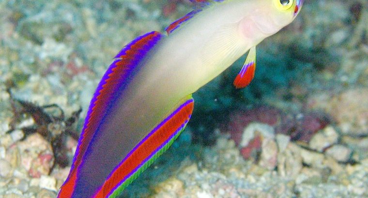 Purple Firefish