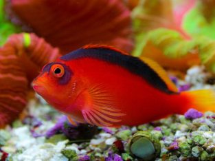 Flame Hawkfish