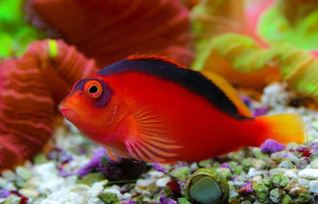 Flame Hawkfish