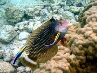 Dragon Wrasse (Juvenile/Sub-Adult)