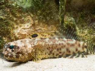 Blue Dot Jawfish
