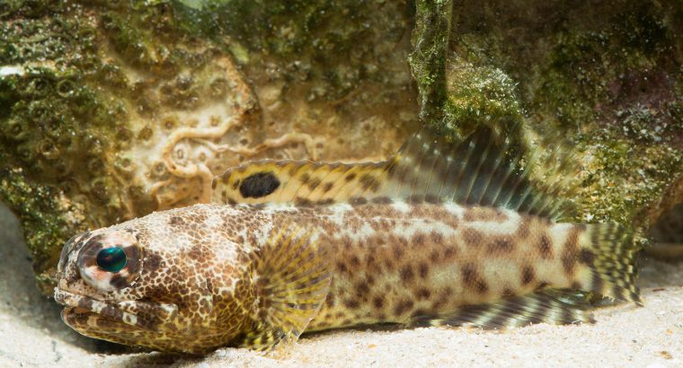 Blue Dot Jawfish