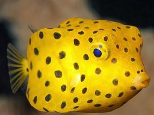 Cubicus Boxfish